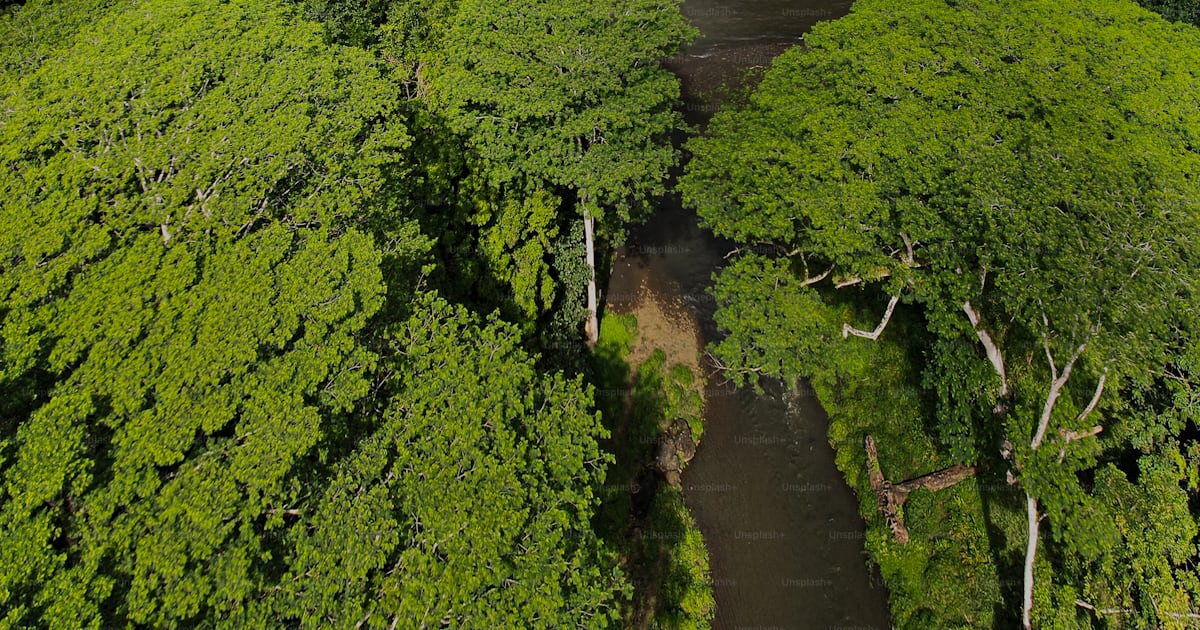 Aerial Forest Creek