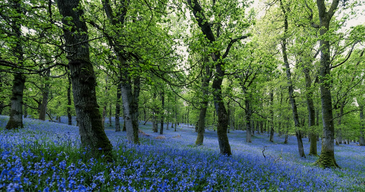 Bluebell Forest Floor