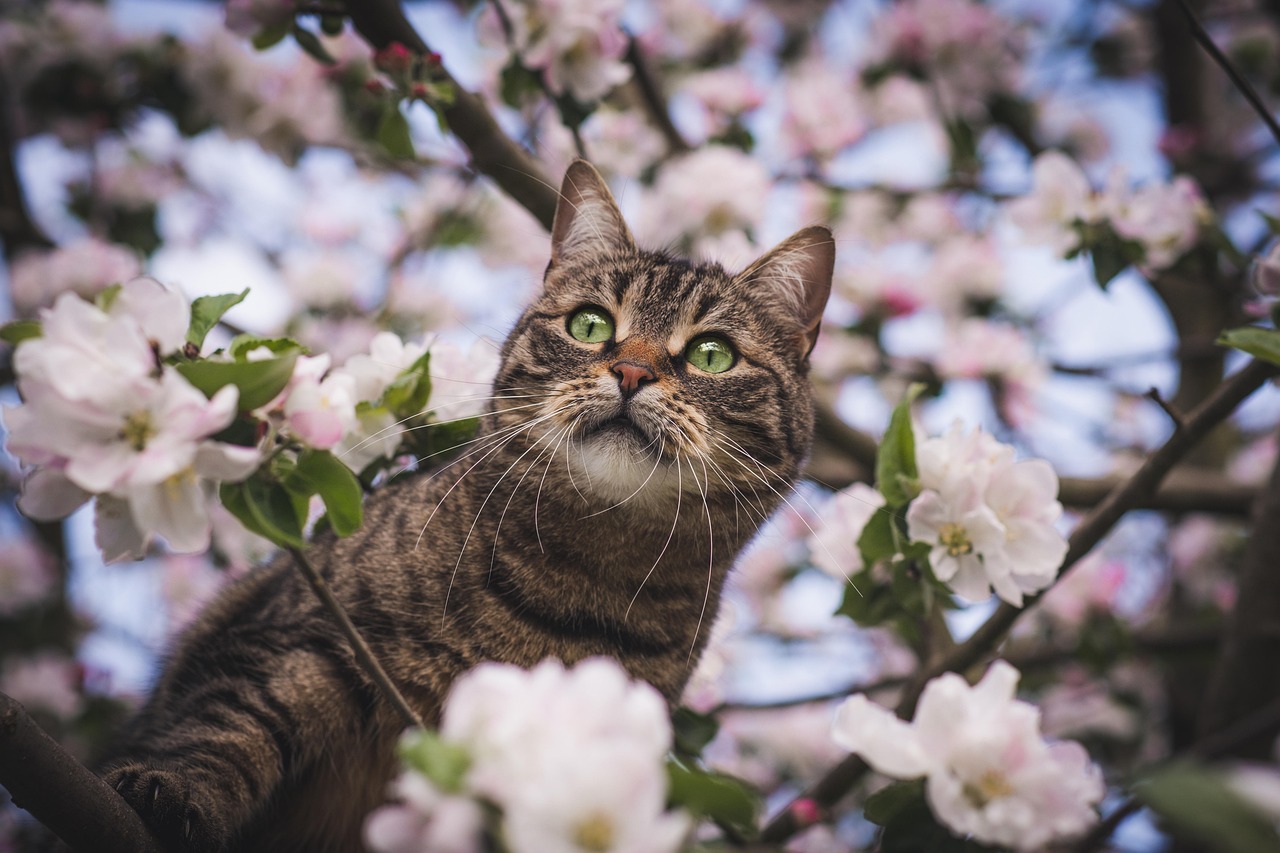 Cat Among Spring Blossoms