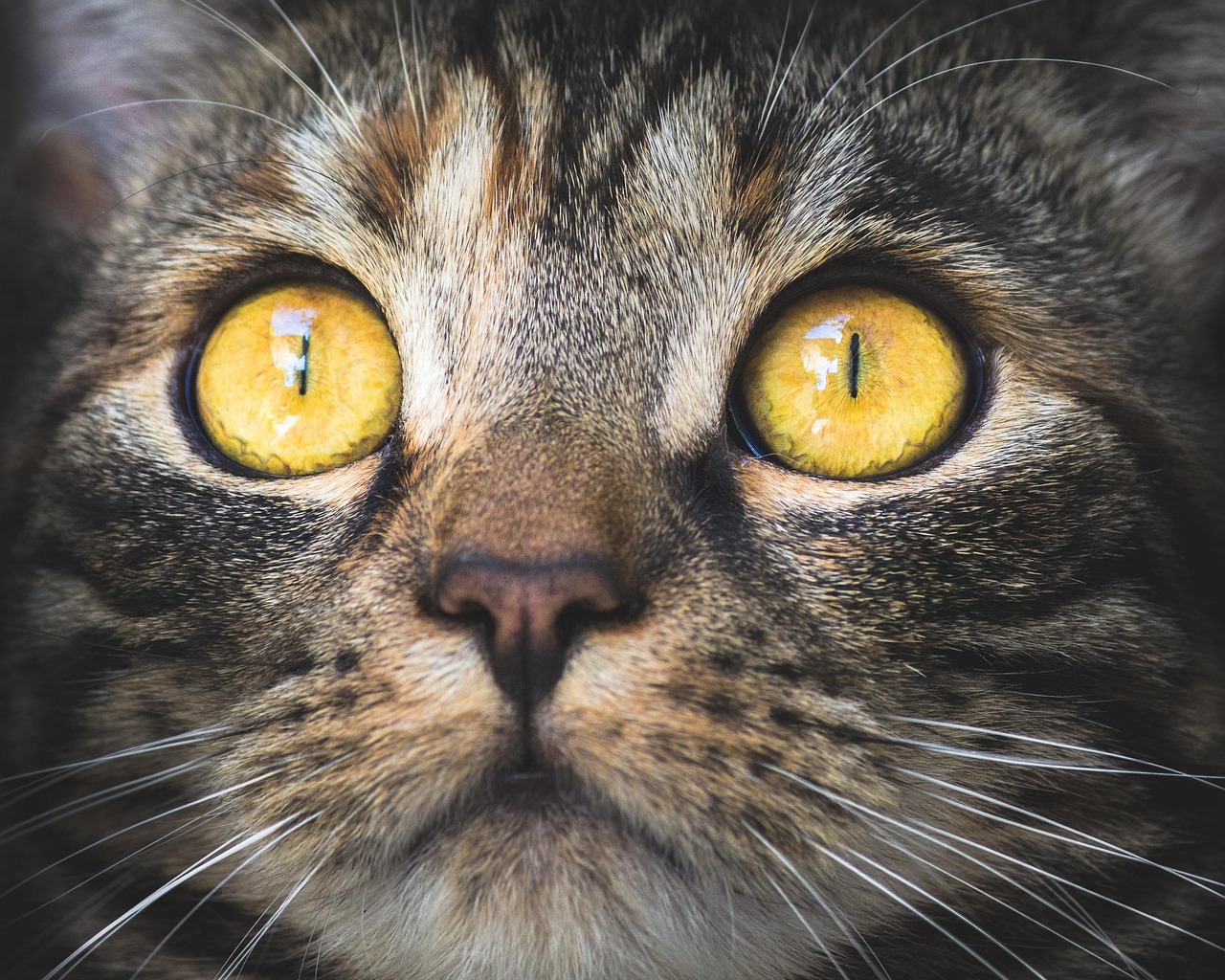 Cat Eyes Macro Close-Up