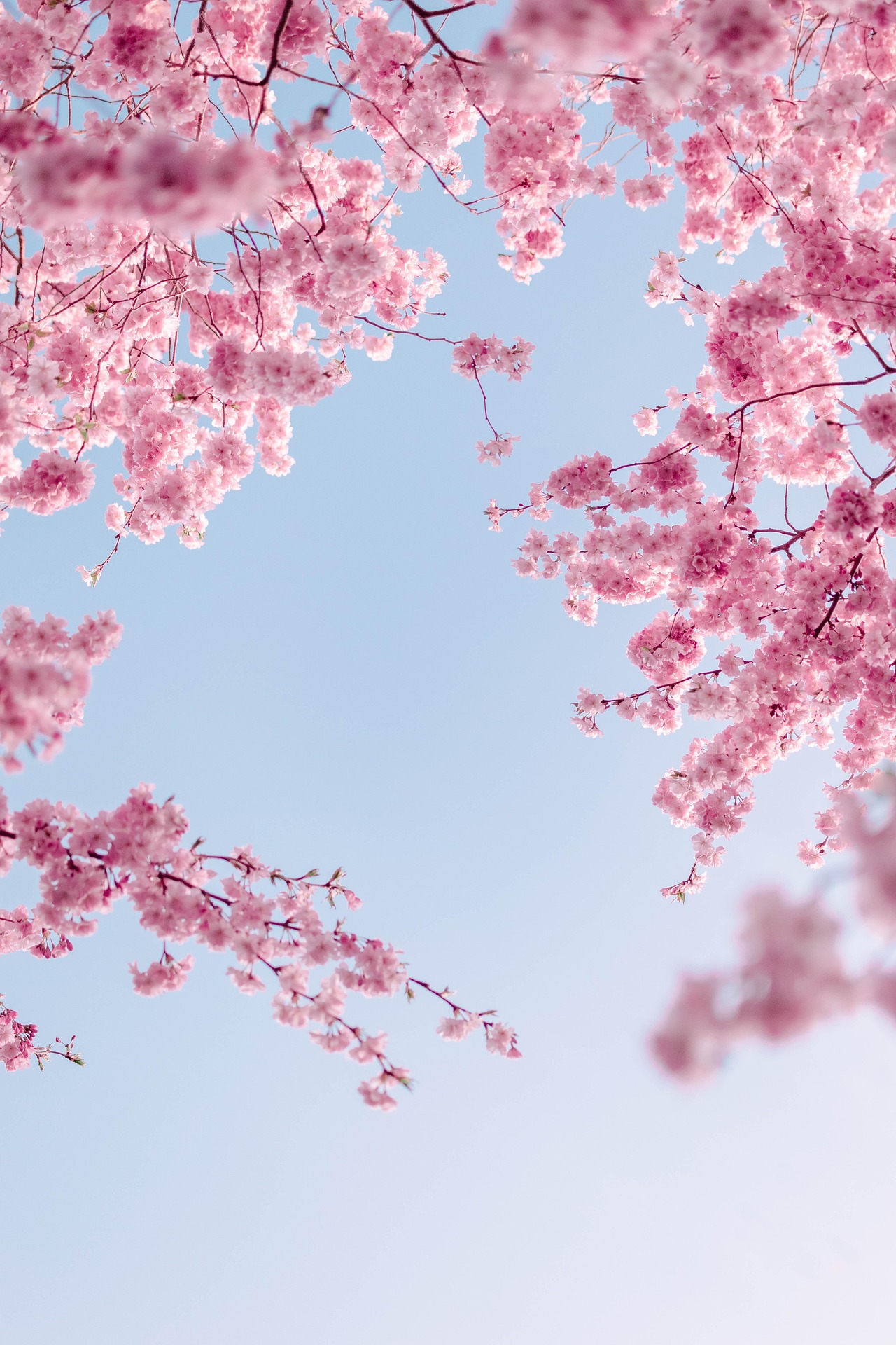 Cherry Blossoms Against Blue Sky