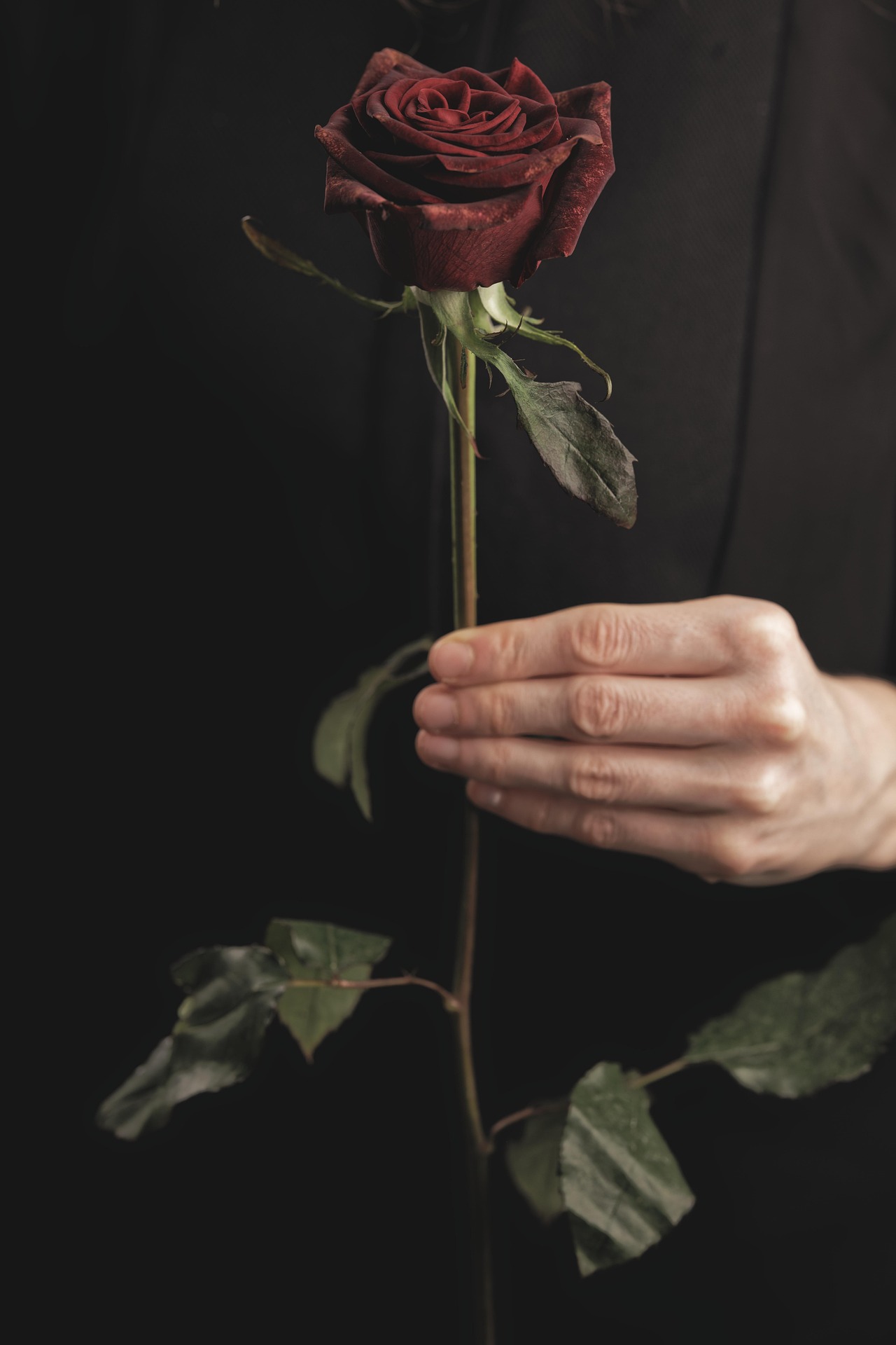 Dark Red Rose in Hand