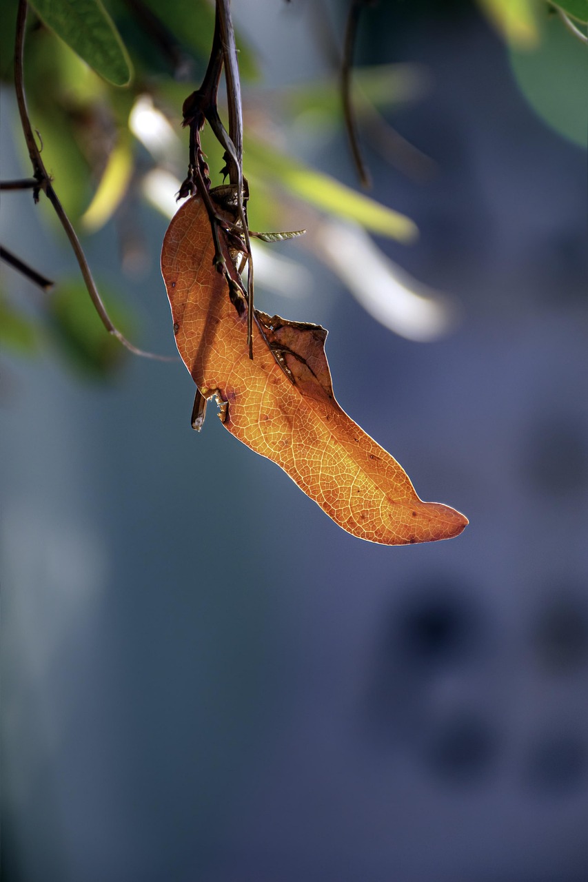 Dry Leaf Macro in Soft Light