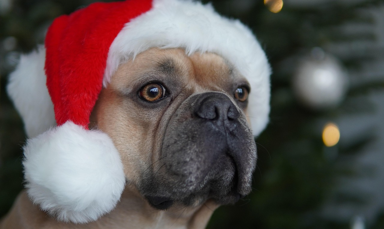 French Bulldog in Santa Hat