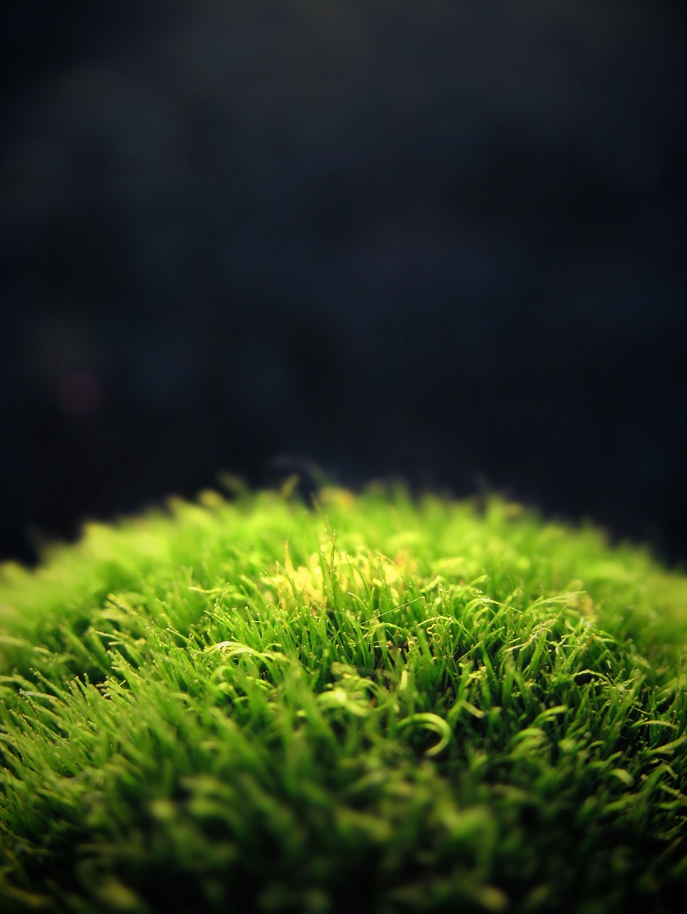 Fresh Green Moss Close-Up