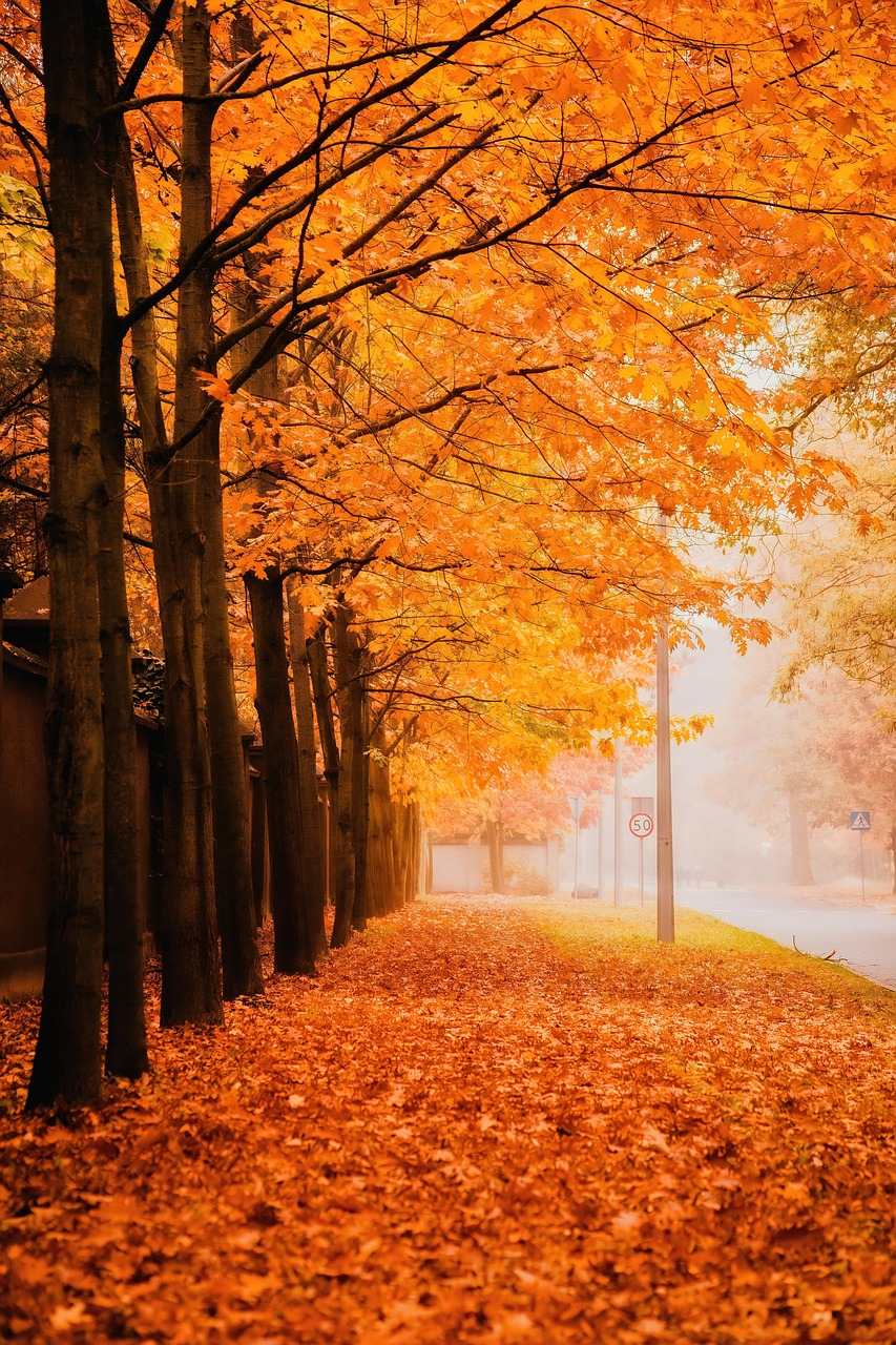 Golden Autumn Street