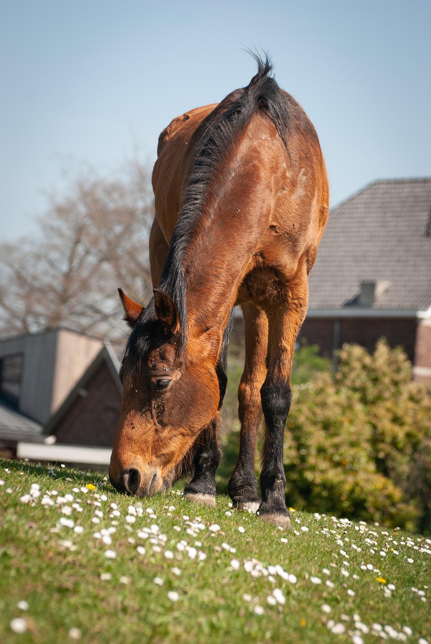 Horse Grazing in Spring Meadow