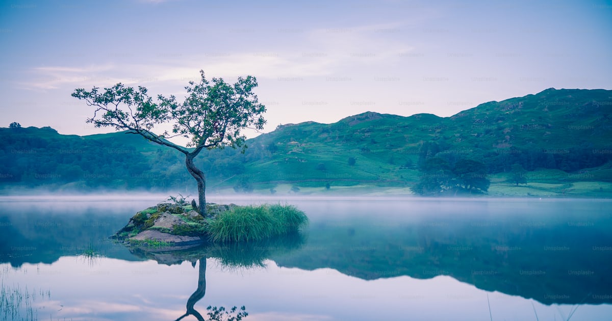 Lone Tree in Misty Lake