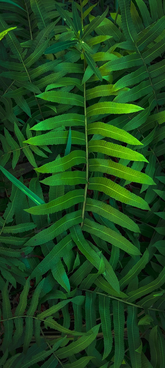 Lush Green Fern Leaf Texture