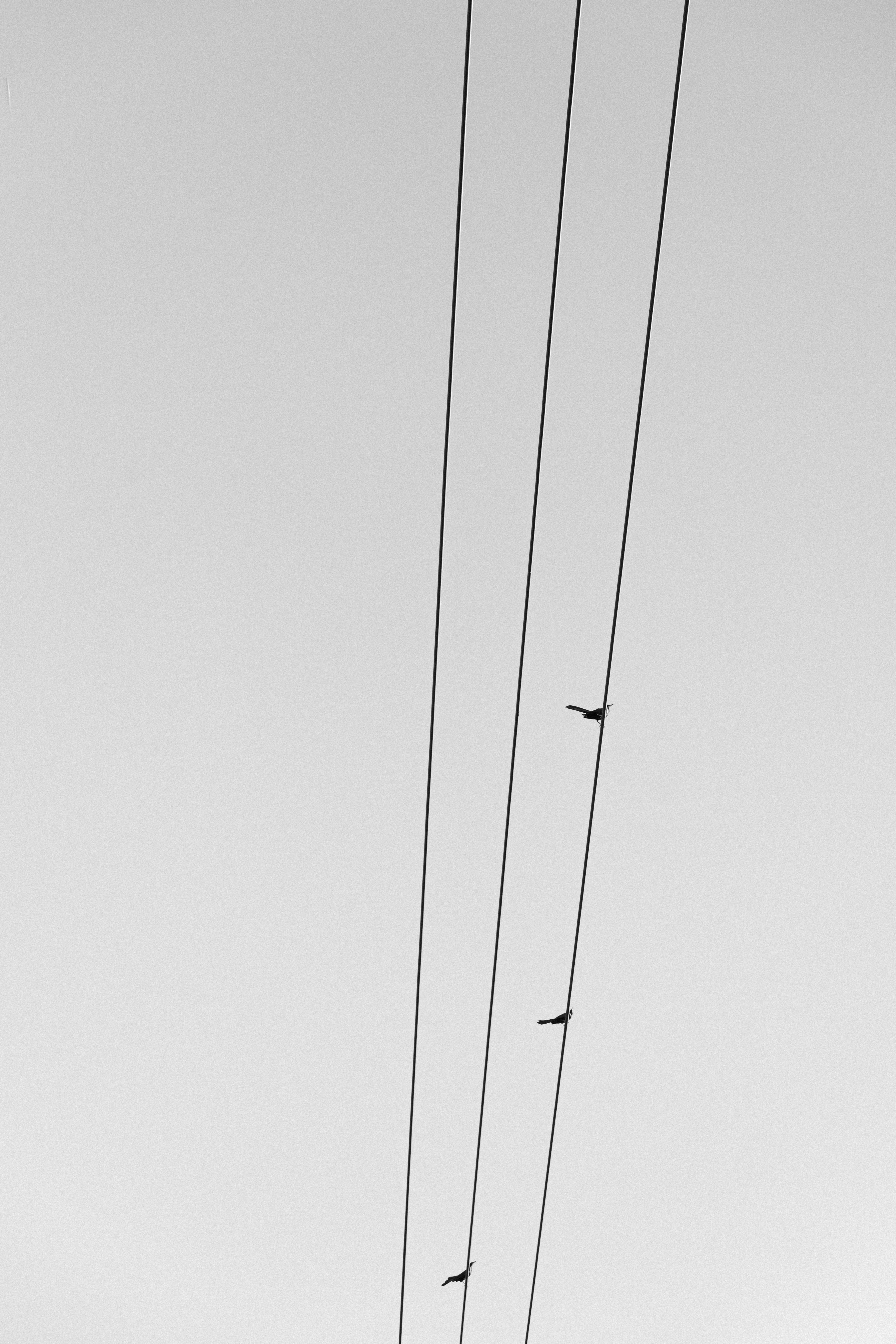 Monochrome Birds on Power Lines