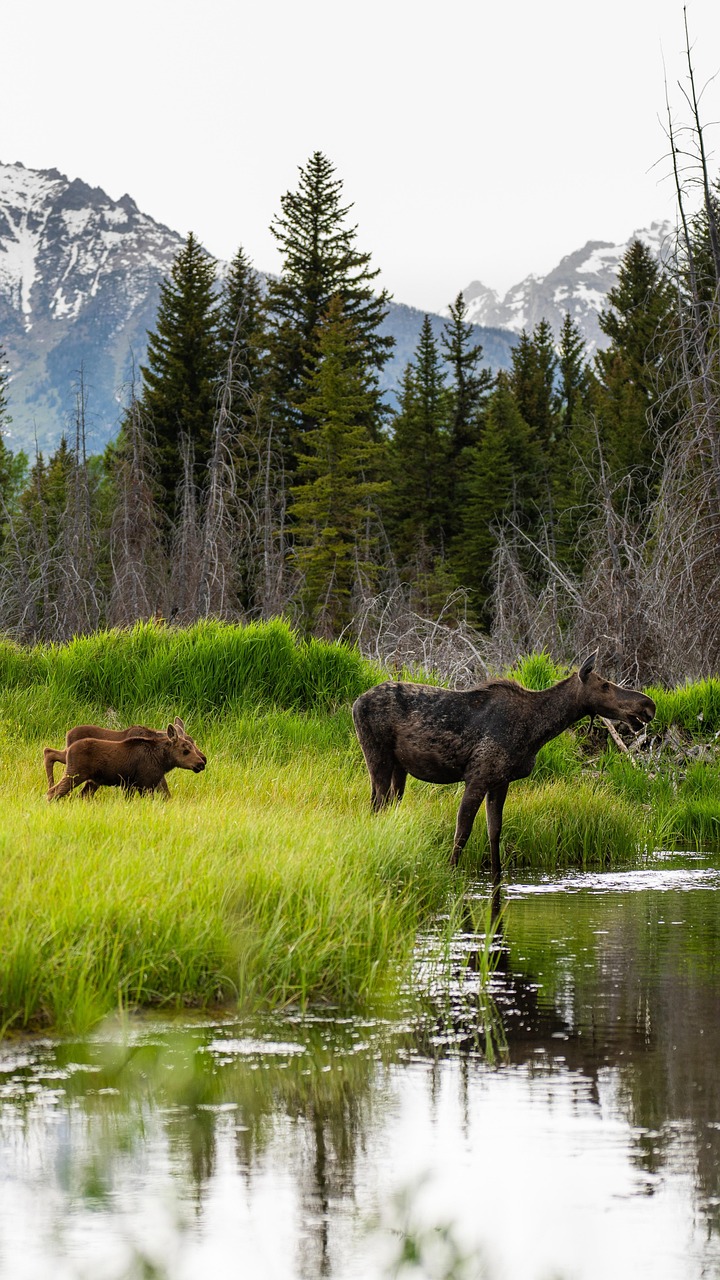 Moose and Calf by Mountain Stream