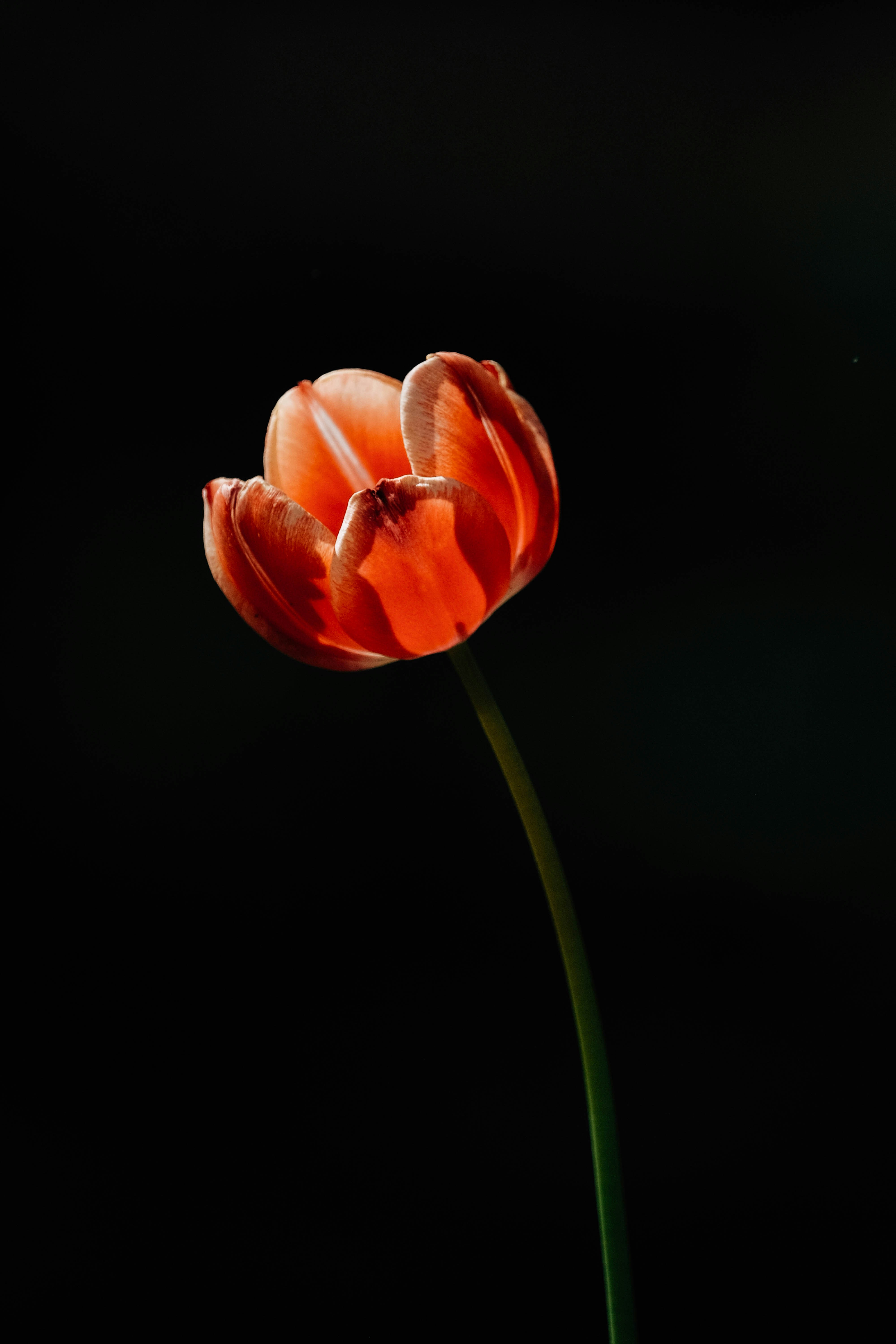 Orange Tulip on Black Background