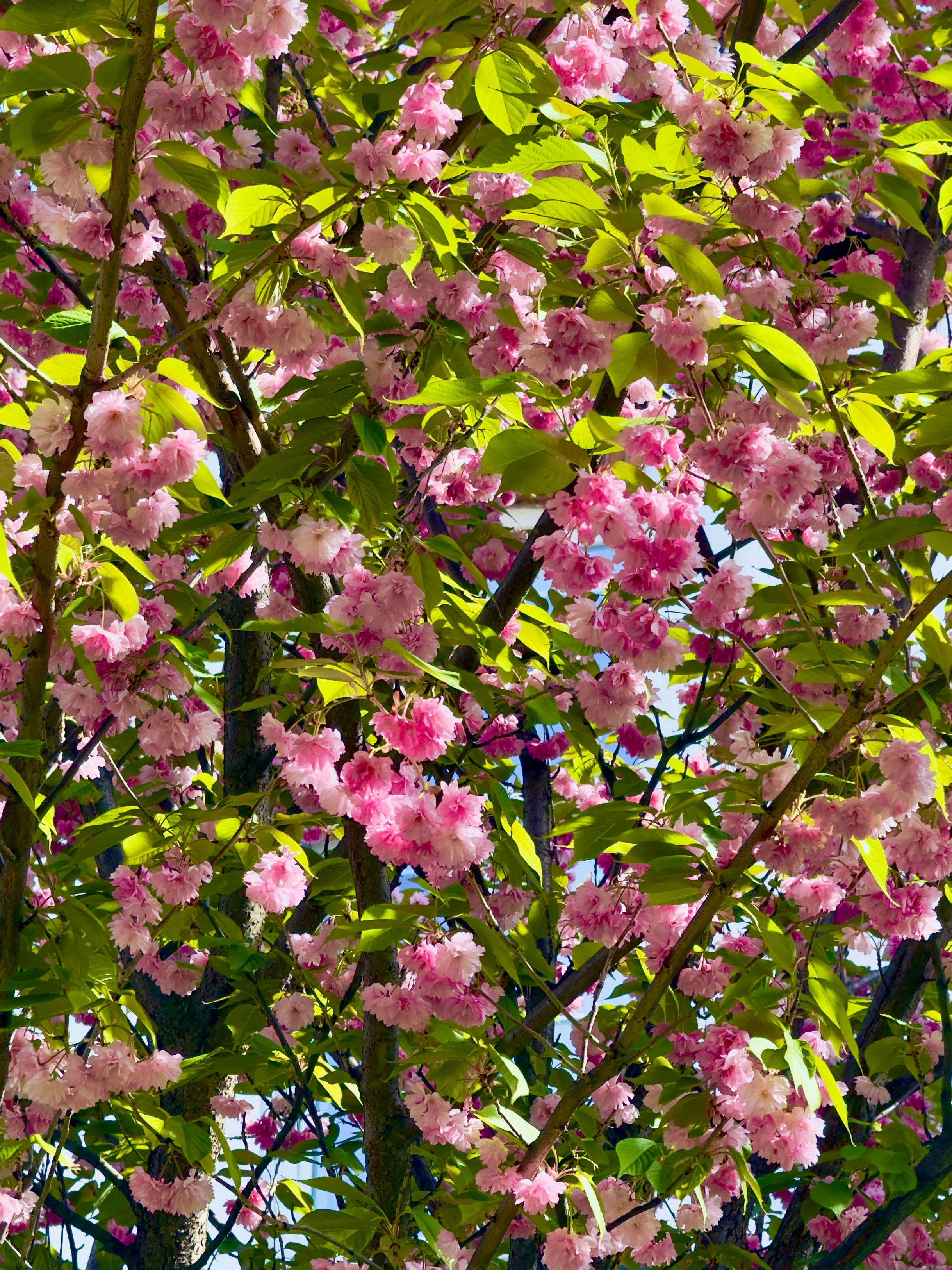 Pink Blossom Canopy