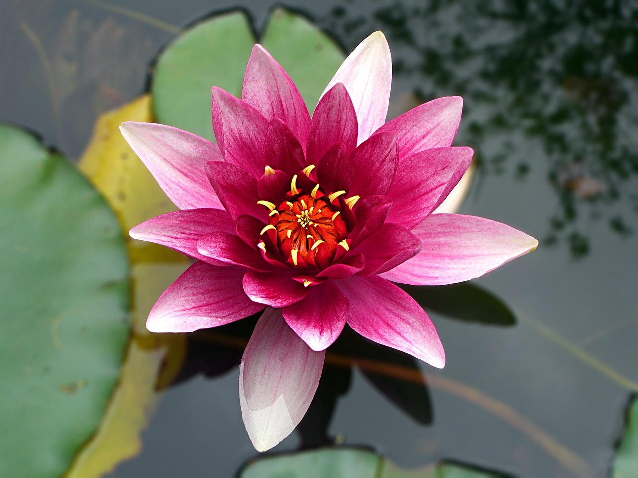 Pink Water Lily Bloom