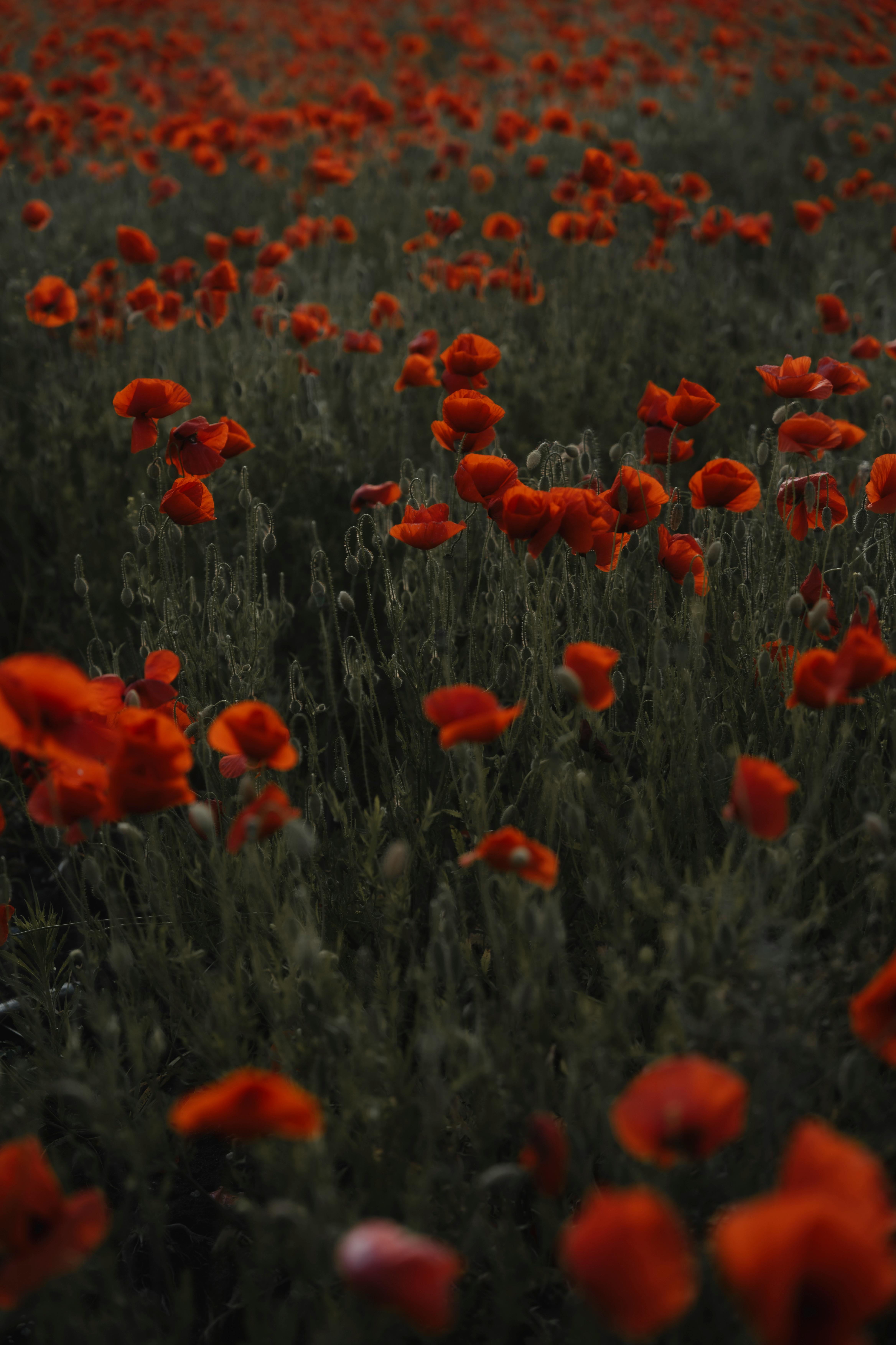 Red Poppy Meadow Dusk