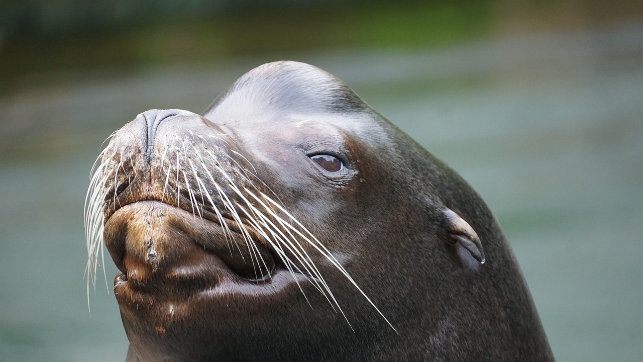 Sea Lion Close-Up Portrait