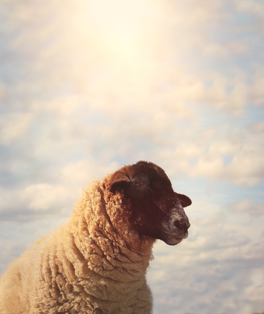 Sheep Portrait Under Soft Cloudy Sky