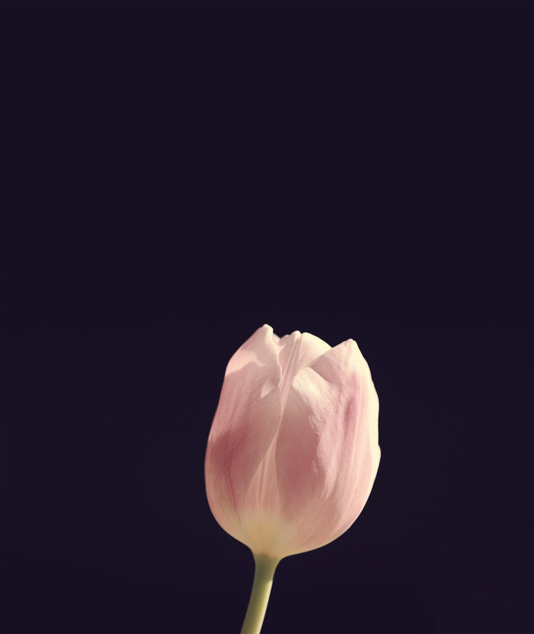 Single Pale Pink Tulip on Dark Background