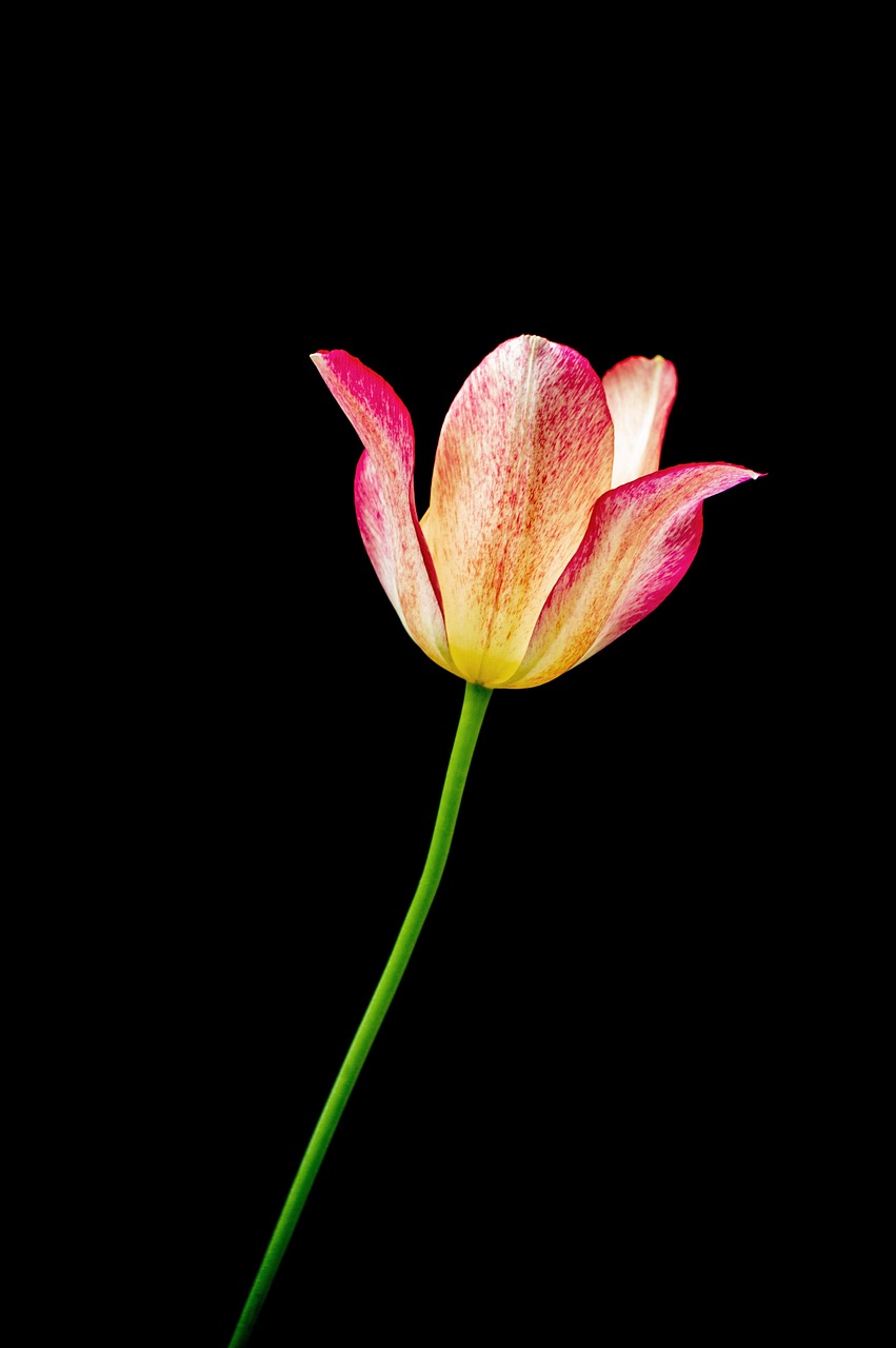Single Tulip on Black