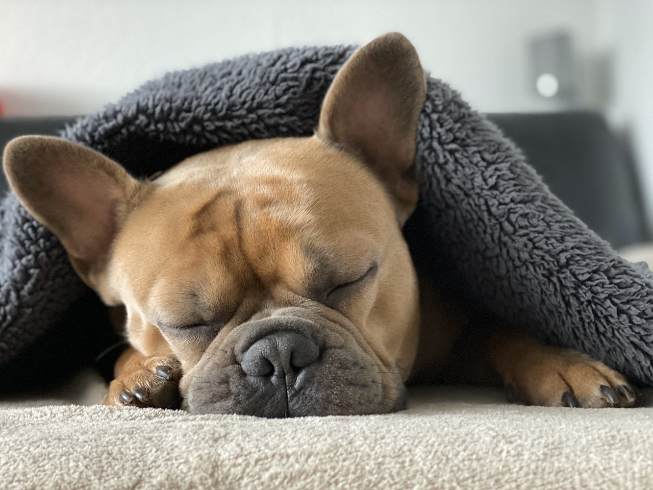 Sleeping French Bulldog Under Blanket