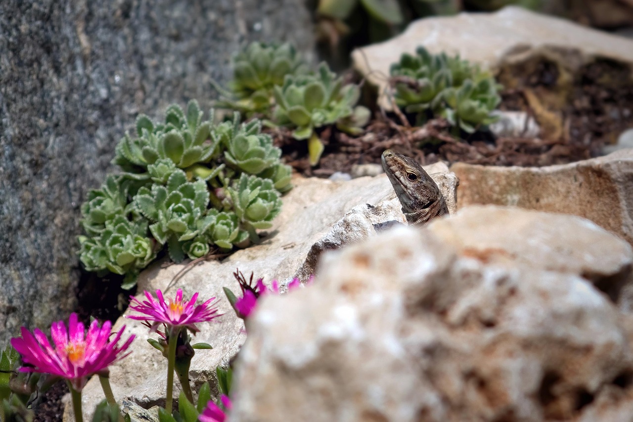 Small Lizard in Rock Garden