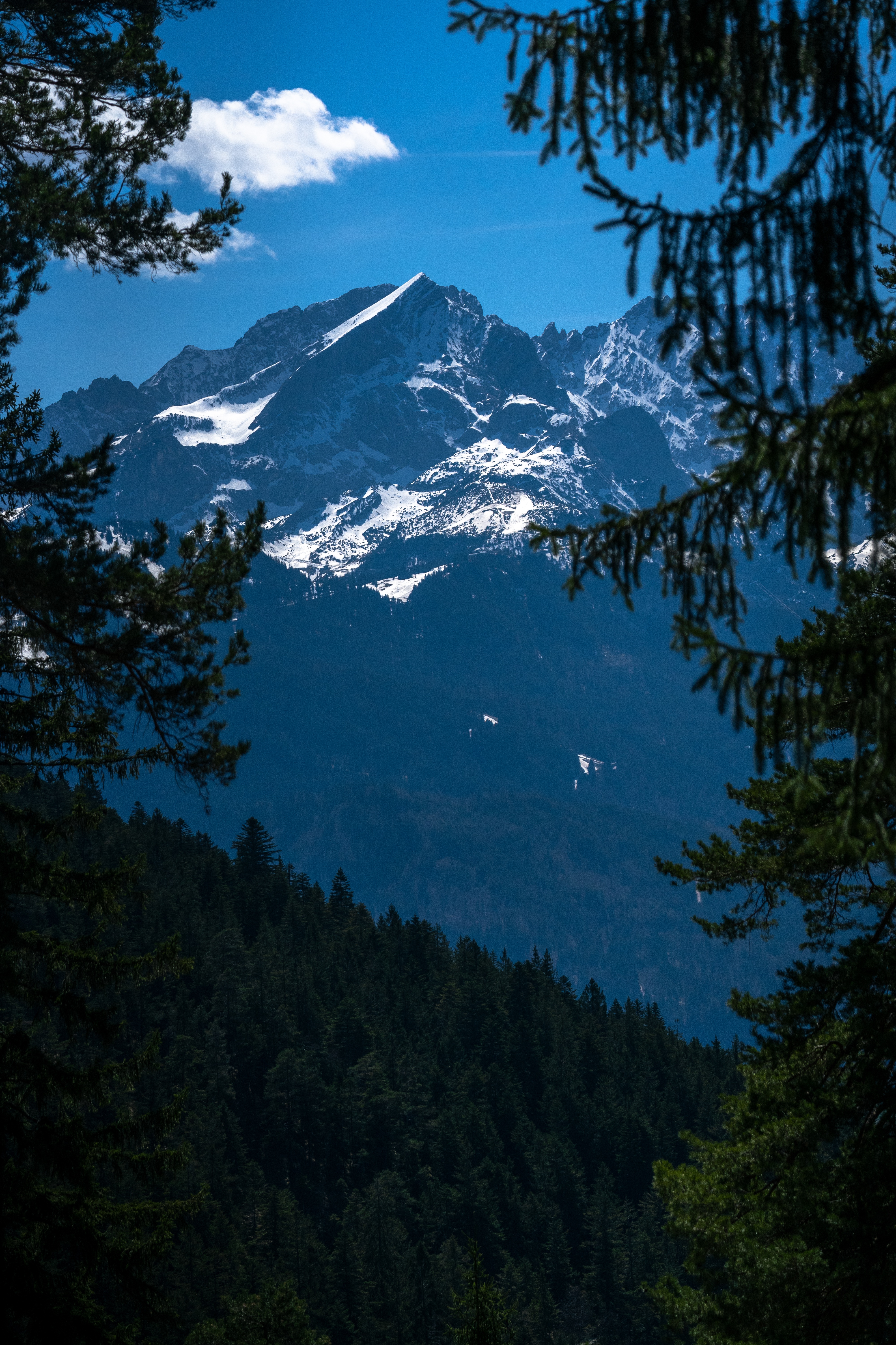Snowy Mountain Through Forest Frame