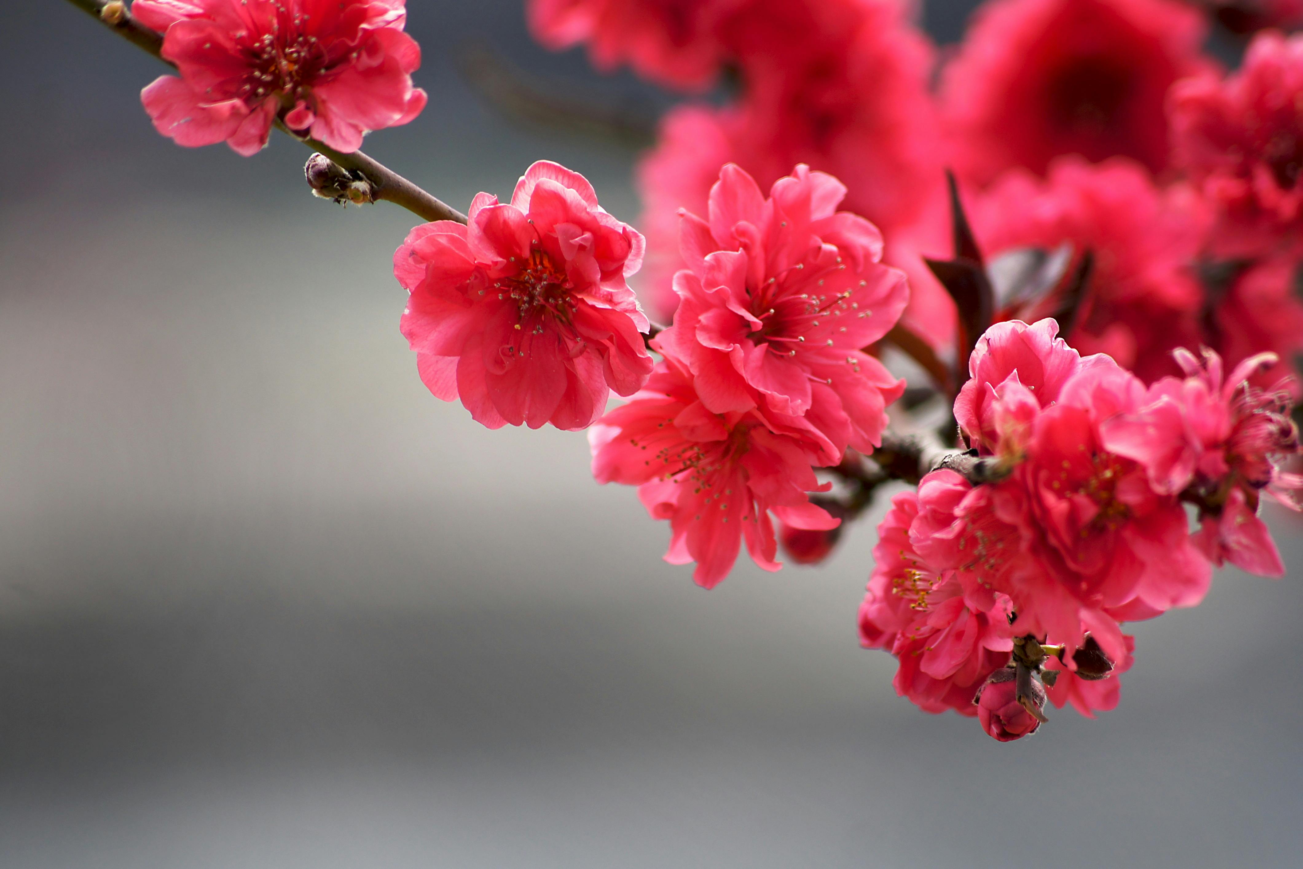 Soft Pink Blossom Branch