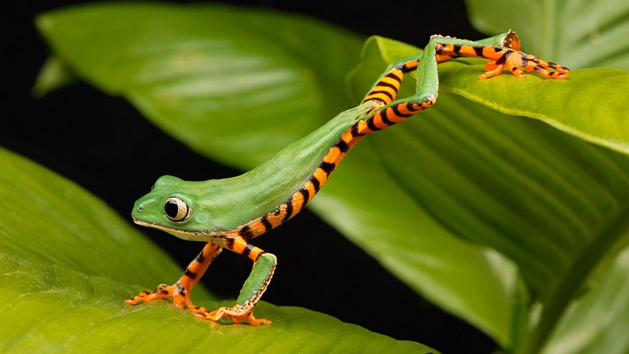 Striped Tree Frog on Tropical Leaves