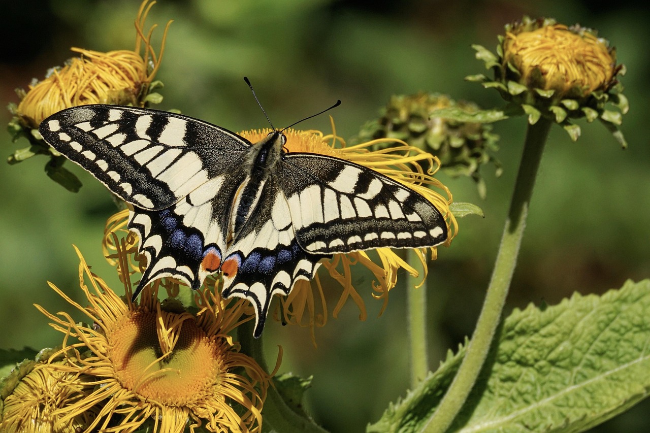 Swallowtail Butterfly on Yellow Flowers