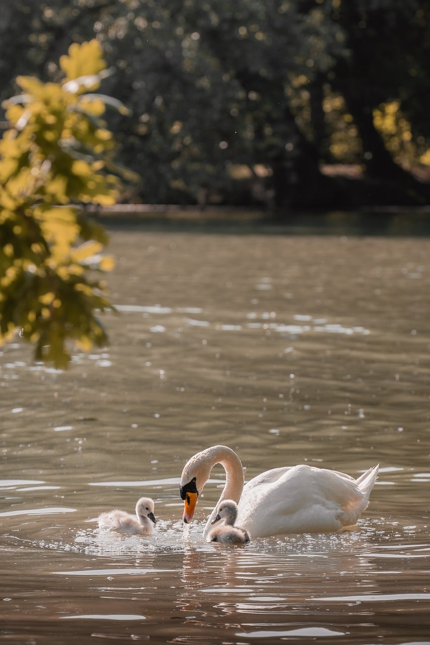 Swan Family on Calm Water