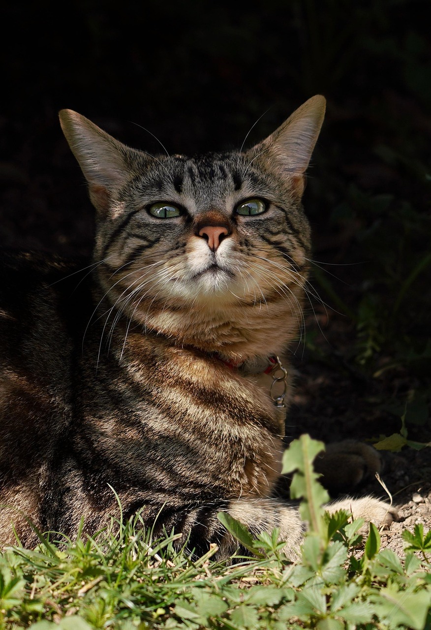 Tabby Cat Portrait in Garden Shade