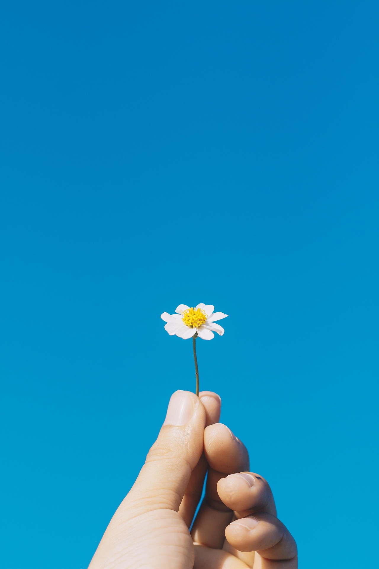 Tiny White Flower in Hand