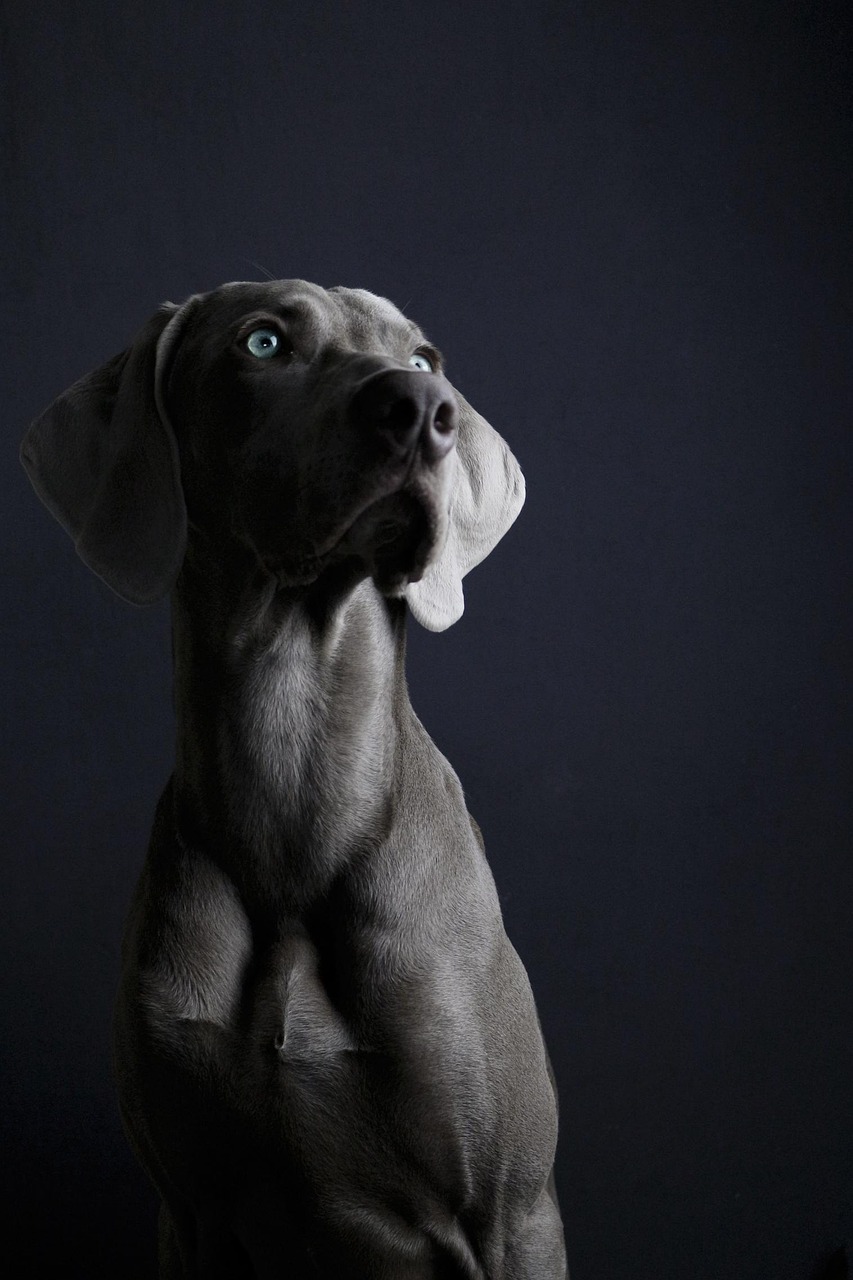Weimaraner Studio Portrait