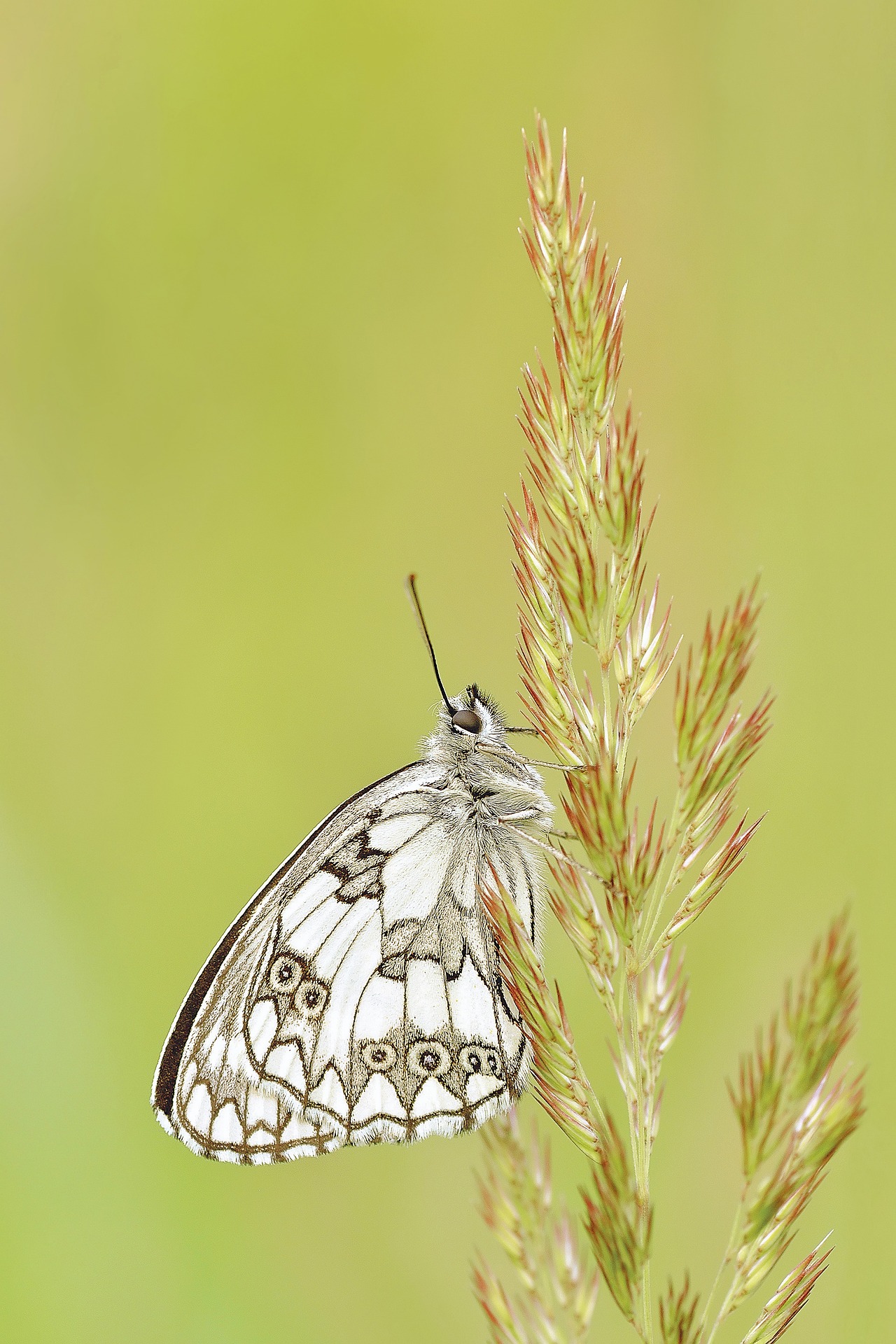 White Butterfly on Grass Stem