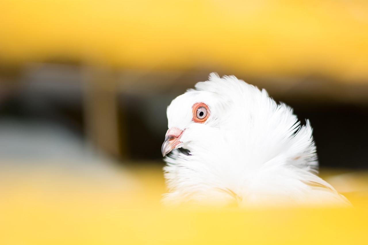 White Pigeon Portrait in Golden Light