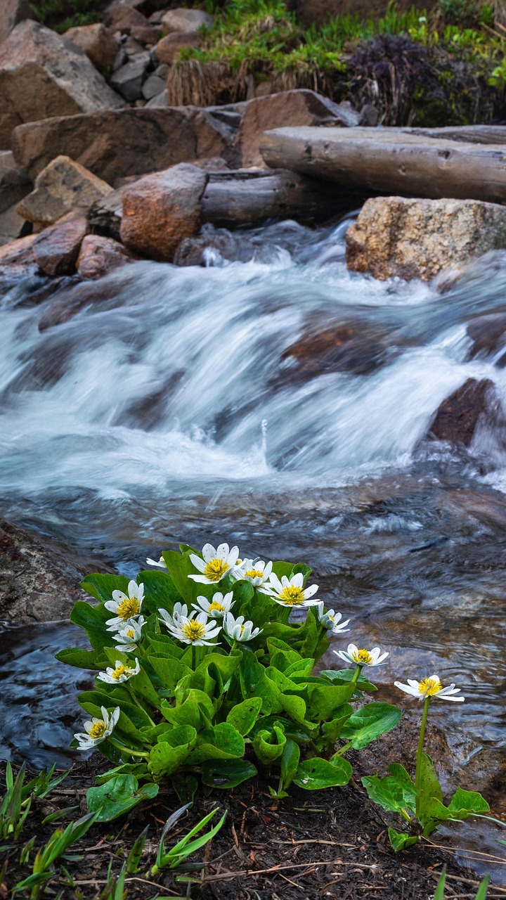 White Streamside Flowers and Mountain Water