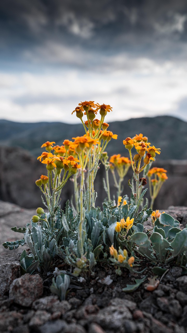 Wild Orange Flowers in Rocky Mountains