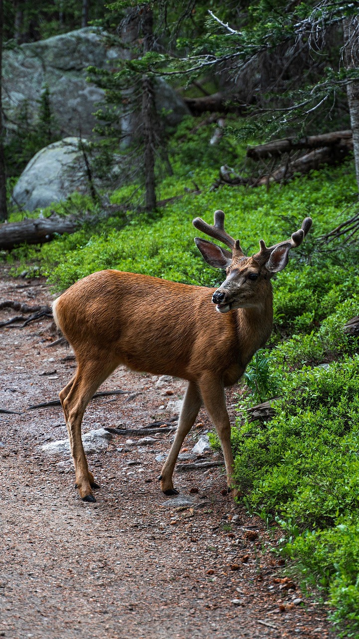 Young Deer on Forest Trail